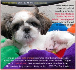 Active Shih Tzu - occasional breathing difficulty- may be pain due to gut partially twisted inside large umbilical hernia. 