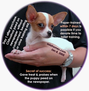 Chihuahua paper-trained within 1-3 days, a remarkable success. Toa Payoh Vets research.