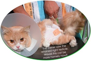 The undescended testicle removed. Would this cat be more homely now? Toa Payoh Vets.
