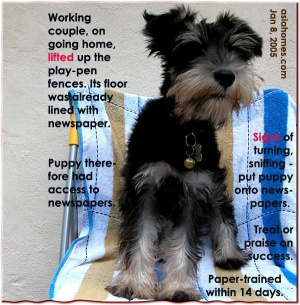 Miniature Schnauzer paper-trained within 14 days. Toa Payoh Vets research