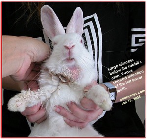 Root of the lower left teeth infected in this rabbit - Toa Payoh Vets