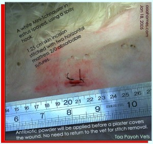 Skin incision length using spay hook to spay a mini-Schnauzer.