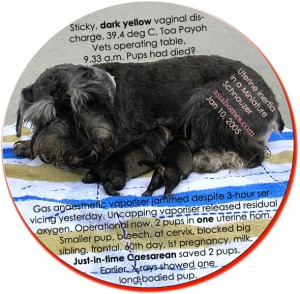 Mucoid yellowish starchy vaginal discharge and 39.4 deg C. Were puppies dead?  Toa Payoh Vets