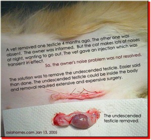 The undescended testicle needed to be removed. Toa Payoh Vets.
