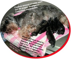 Blood-shot eyes before and trembling after Caesarean. Miniature Schnauzer. 3rd pregnancy.