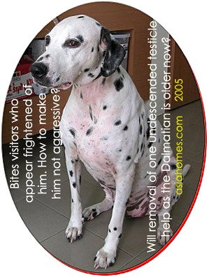 Older Dalmatian. Can removal of undescended testicle resolve his territorial aggression problem? Toa Payoh Vets