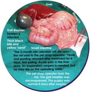 Bile duct obstruction - distended and infected gall bladder of 3 month old Labrador Retriever male, toapayohvets.com