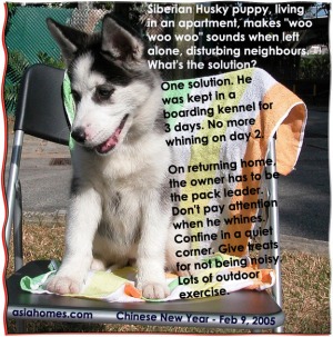 Siberian Husky puppy knows that whining will get him attention. Train him to be obedient now.  