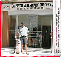 Toa Payoh Vets in Feb 11 2005, 3rd day Chinese New Year. Alaskan Malamute