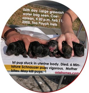 Miniature had 6 vigorous crying  pups. One stillborn.
