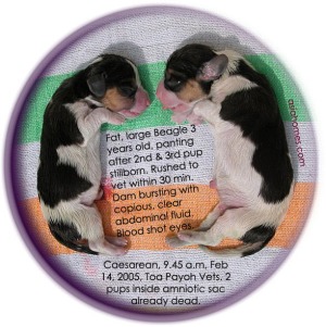 4th & 5th Beagle pup stillborn. Caesarean. Toa Payoh Vets
