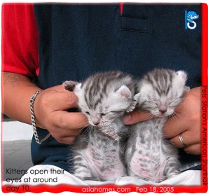 Pets' Station Frankel is the only sole cat pet shop in Singapore. Asiahomes.com