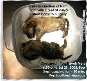 2 feet protruded from vulva of Pom. Able to save 2nd pup. Toa Payoh Vets.