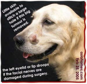 3-year-old Golden Retriever. Large face tumour. Toa Payoh Vets, Singapore