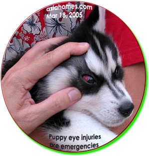 Consult your vet immediately. Eye injuries in puppies are emergencies. ToaPayohVets