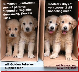 Newly arrived Golden Retrievers at pet shop with heavy roundworm infestation. ToaPayohVets