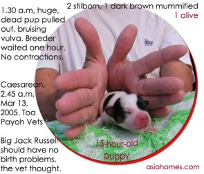 A belated Caesarean saved 1 pup. Toa Payoh Vets