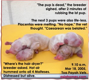 Distressed pups. Placenta cells melting. Toa Payoh Vets. 4 heated up. Alive.