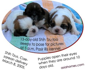 13-day-old puppies sleep a lot.  Eyes opened.  Toa Payoh Vets