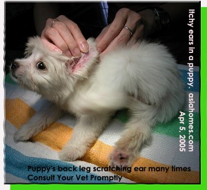 Puppy keeps scratching ear edges. Consult your vet promptly. Toa Payoh Vets. 