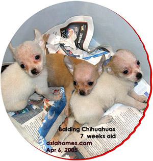 Bald headed Chihuahuas, 7 weeks old. Toa Payoh Vets