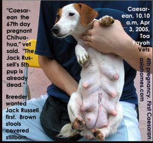 Jack Russell's 4th pregnancy. Dystocia last pup stuck in uterine womb. Toa Payoh Vets