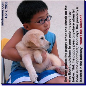 The boy who loves his Golden Retriever. Asiahomes.com 