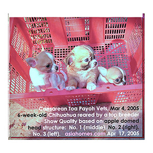 A top Singapore breeder knows how to rear vigorous and breed top quality Chihuahuas. Toa Payoh Vets, Singapore.