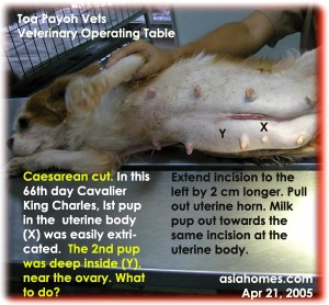 Extend by 2 cm longer if puppy is deep inside uterine horn. Toa Payoh Vets Caesarean cut. 