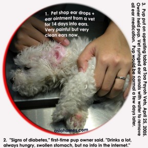 Signs of diabetes in a puppy due to ear medication. Toa Payoh Vets.