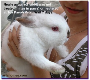 Owner accepted advice not to treat or neuter new rabbit for few days as it may be stressed more. Toa Payoh Vets. 