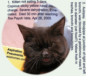 Force feeding must be done carefully esp. in cats. Aspiration Pneumonia and death. Toa Payoh Vets