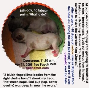 64th day Caesarean would have saved 2nd Cavalier King Charles pup. Toa Payoh Vets