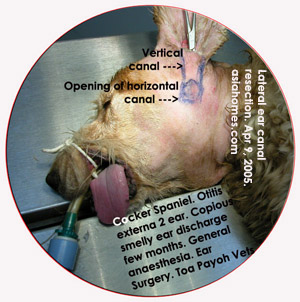Chronic Otitis externa 2 ears Cocker Spaniel. Toa Payoh Vets, Singapore