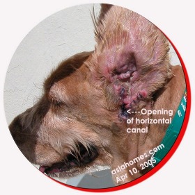 Chronic Otitis externa 2 ears Cocker Spaniel. Toa Payoh Vets, Singapore