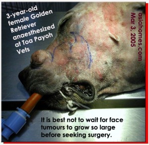 3-year-old Golden Retriever. Large face tumour. Toa Payoh Vets, Singapore