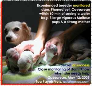 Very high chances of survival. 3 large Maltese pups. Emergency Caesarean. Water bag. Toa Payoh Vets