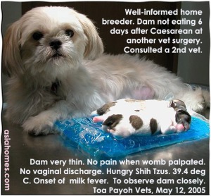 Milk fever. Toa Payoh Vets. Singapore. Thin Shih Tzu dam. Large hungry pups. 