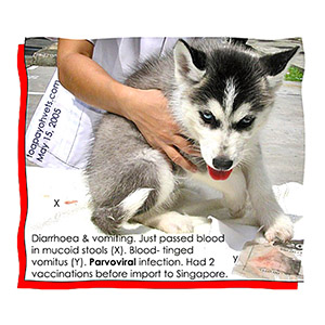 Siberian Husky imported with 2 vaccinations tested positive for parvoviral infection. Will it survive?