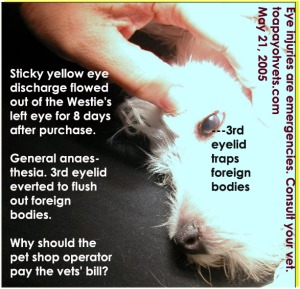 3rd eyelid traps foreign bodies like hair or dirt. Persistent yellow eye discharge in Westie puppy. Toa Payoh Vets