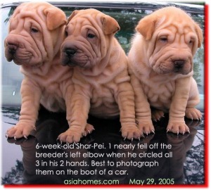 Handsome looking female Shar-Peis at the Pasir Ris Lorry Car Park. 