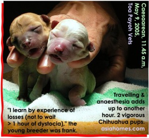 Chihuahua dystocias. Don't wait >2 hours to start Caesarean. Toa Payoh Vets