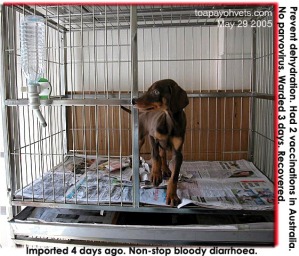 Buyer referred profuse diarrhoea Doberman Pinscher to pet shop. Asked to see vet promptly. 