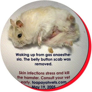 Infected navel in a hamster. Put under gas anaesthesia. Removed scab. Toa Payoh Vets