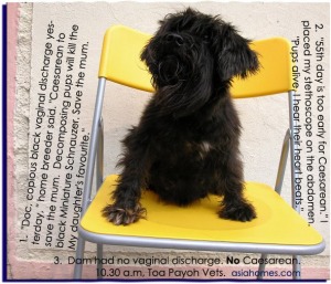 55th day pregnant black Miniature Schnauzer 2nd pregnancy. No Caesarean. Toa Payoh Vets