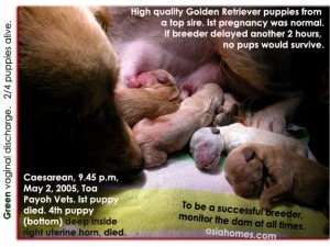 2/4 top quality Golden Retrievers puppies saved. Caesarean delivery. Toa Payoh Vets, Singapore.   