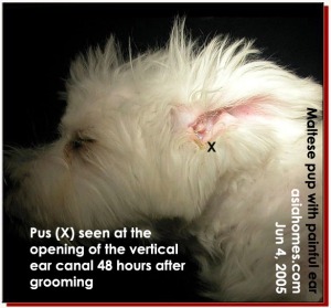 Maltese puppy. Painful and swollen ear canal after hair plucking by a groomer. asiahomes.com
