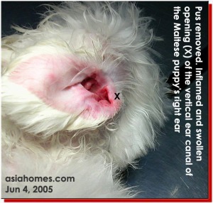Maltese puppy. Painful and swollen ear canal after hair plucking by a groomer. asiahomes.com