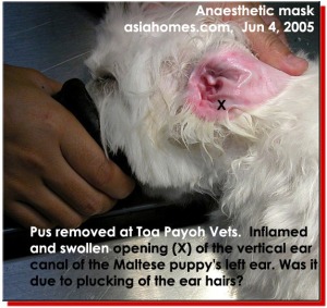 Maltese puppy. Painful and swollen ear canal after hair plucking by a groomer. asiahomes.com 