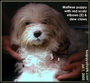 Maltese puppy - itchy elbows and dew claws. Consult vet early. Toa Payoh Vets